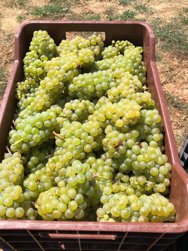 plastic crate with bunches of white grapes on the ground at Klima Grampsa